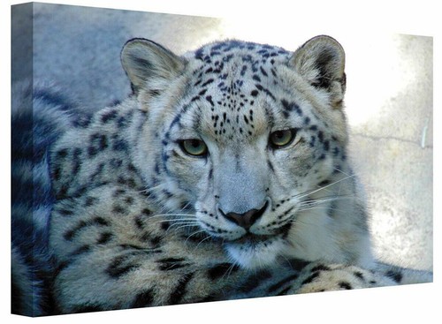 Leopard face big cat the - big,