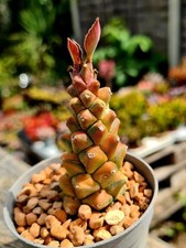 Euphorbia Ritchiei Variegated | rare succulent plant 