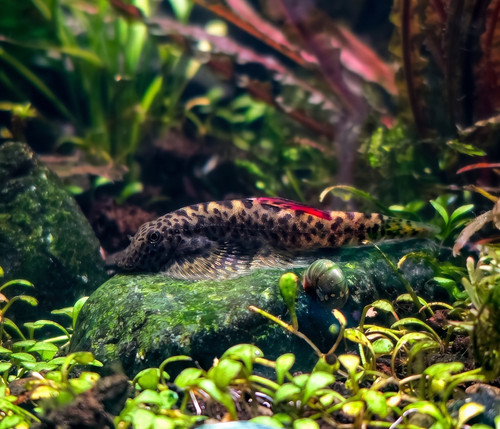 Red fin hillstream loach - red,
