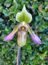 Paphiopedilum hookerae orchid