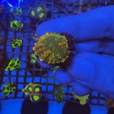 Tequila Sunrise Mushroom