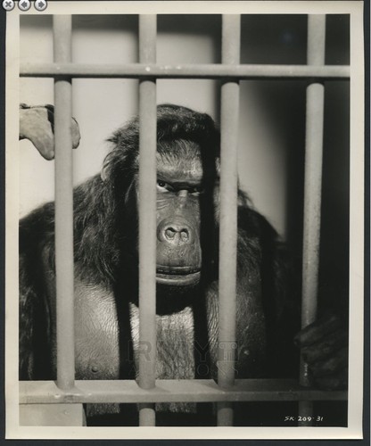 1943 the ape man emil - the,