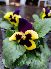 3 X Yellow Bi colour Pansy