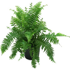 Macho Indoor/Outdoor Fern in