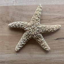 Natural Dried Starfish