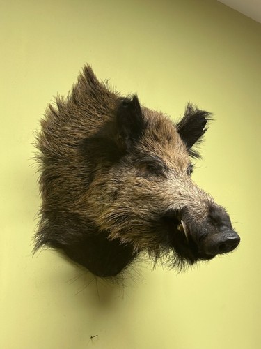 Wild boar shoulder mount - boar,