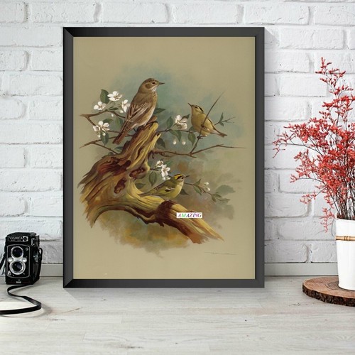 Basil ede british - british, birds