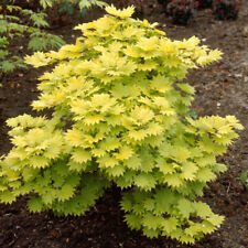 Japanese Maple Tree, Acer Jordan, Colour Changing Leaves, 3L Pot, 40-50cm Tall