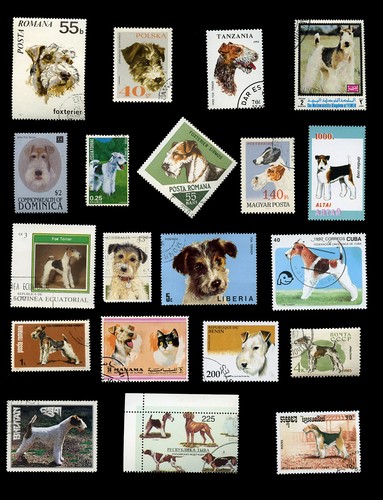 Wire haired fox terrier dog - terrier,