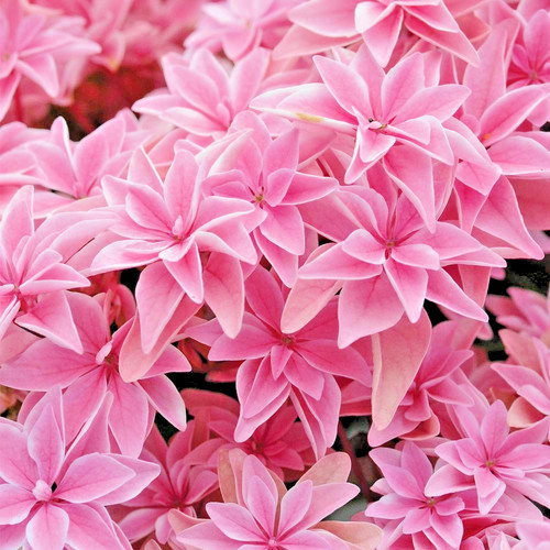 Hydrangea floria pink ltr - hydrangea, 1.5