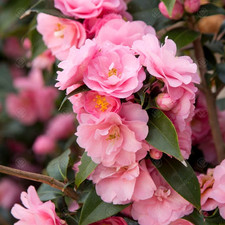 Camellia Spring Festival Live