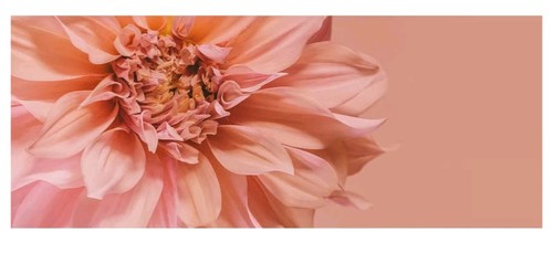 Ikea bjorksta flowers pink - flowers,