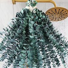 Dried Eucalyptus For Shower