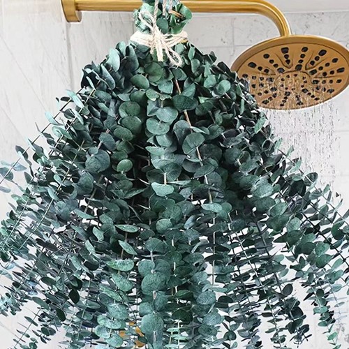 Dried eucalyptus for - eucalyptus,