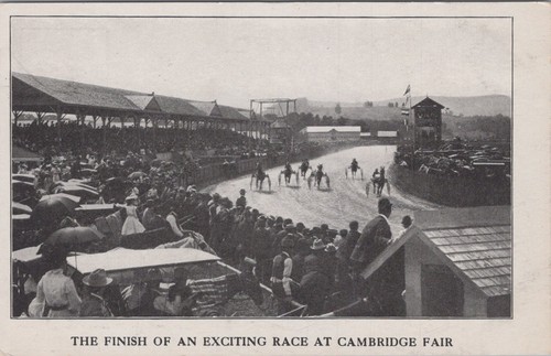Cambridge fair harness sulky - harness,