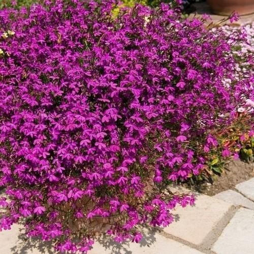Lobelia rosamond pink hanging - lobelia,