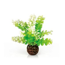 Aquatic Caulerpa Green