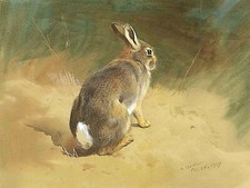 Archibald Thorburn  A rabbit on a bank   Wall  Art  Canvas