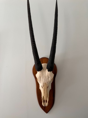 Antique taxidermy european - taxidermy,