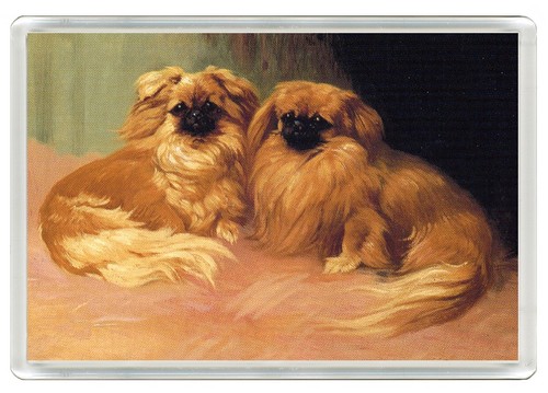 Pekingese dog fridge magnet - pekingese,