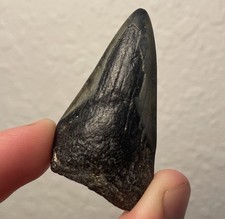 Megalodon Tooth Real Shark Tooth Fossil 2” NC