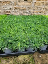 25 Japanese Red Pine (Pinus