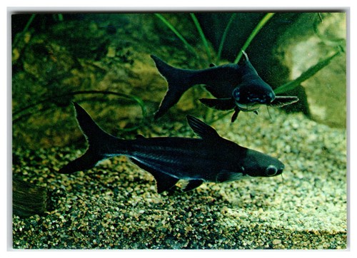 Siamese pangasius sutchi - siamese,