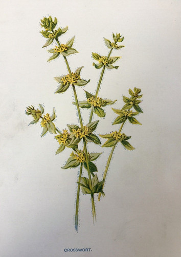 Antique print crosswort c1900 - antique,
