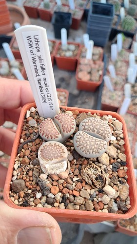 Lithops julii fulleri rouxii