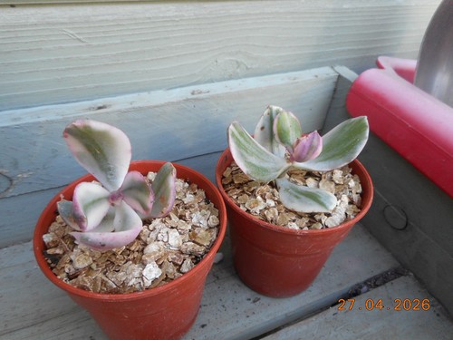 Crassula argentea variegata - crassula,