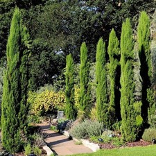 Italian Cypress Conifer Tree