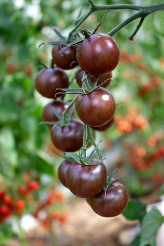 Tomato dark cherry black - dark,
