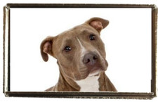Pit Bull Dog Silver Colour