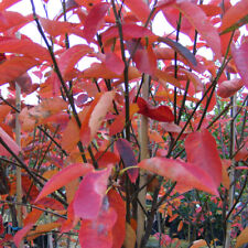 Hardy Amelanchier Canadensis Flowering Juneberry Small Garden Tree 3L Pot T&M