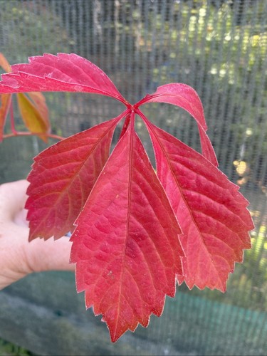 Parthenocissus - x,