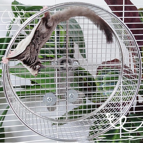Hamster exercise wheel - hamster,