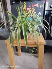 Chlorophytum comosum In