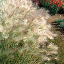 Squirrel Tail Grass, Rare HP