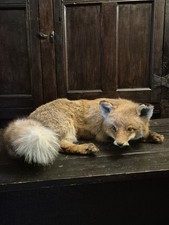 Taxidermy European Full Fox