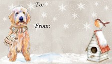 Labradoodle / Doodle