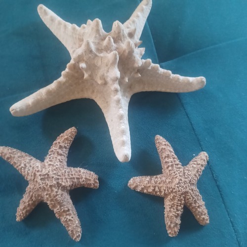 Vintage dried starfish knobbly - dried,