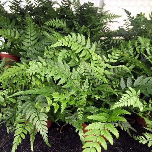Korean rock fern polystichum - korean, (polystichum