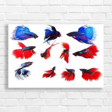 Siamese fighting fish collage - siamese,