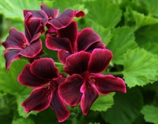 Pelargonium 'Lord Bute' BRITISH GROWN, ideal plants for Christmas present