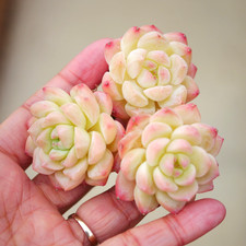 Echeveria Sweet Dream ~5cm