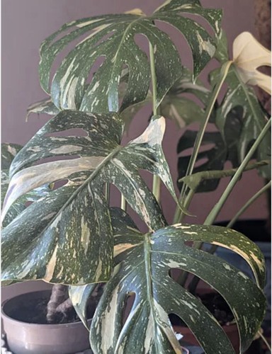 Variegated monstera deliciosa - variegated,