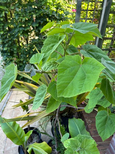 Paulownia tormentosa foxglove - tormentosa,