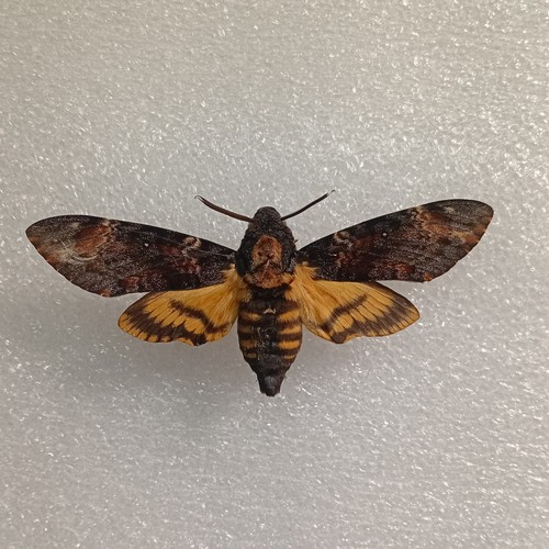 Acherontia atropos death s - acherontia, death's
