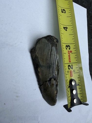 Fossilized rex tooth brown - t-rex,