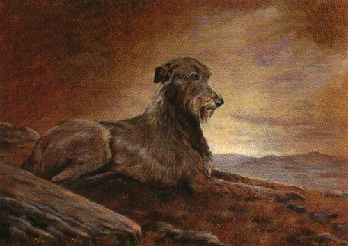 Irish wolfhound dog - wolfhound,